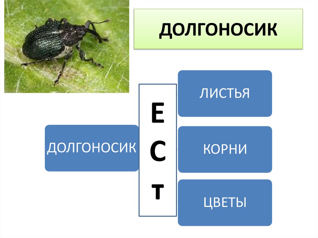 Долгоносик узорчатый листовой - 7944301