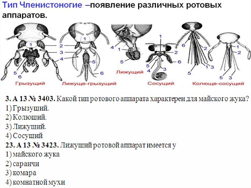 Рассмотрите рисунки подпишите как называется каждый ротовой аппарат подберите примеры насекомых