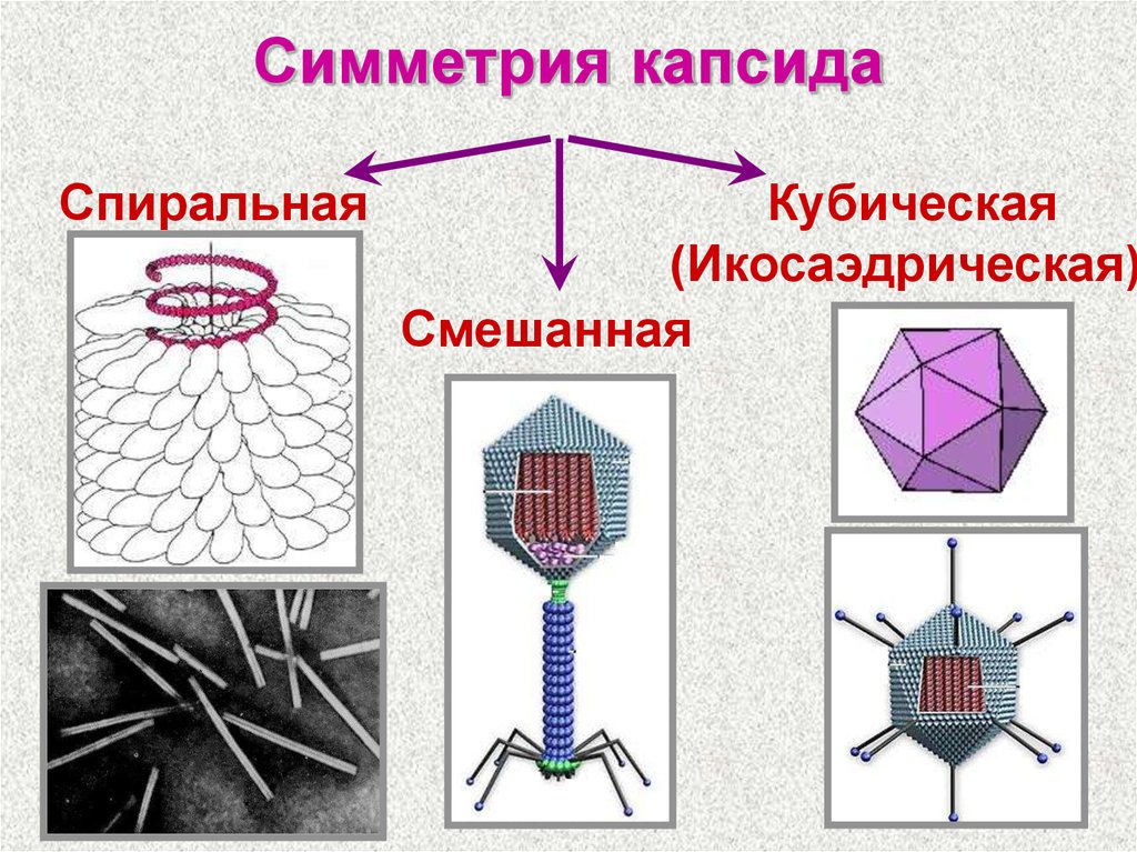 Просто устроенные. Типы симметрии капсида вирусов. Вирион капсид. Строение капсида вириона. Икосаэдрический капсид.