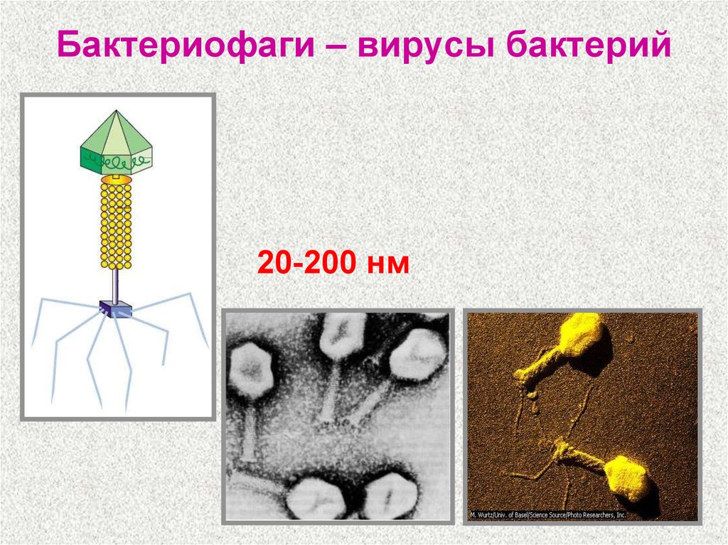 Бактериофаги – вирусы бактерий