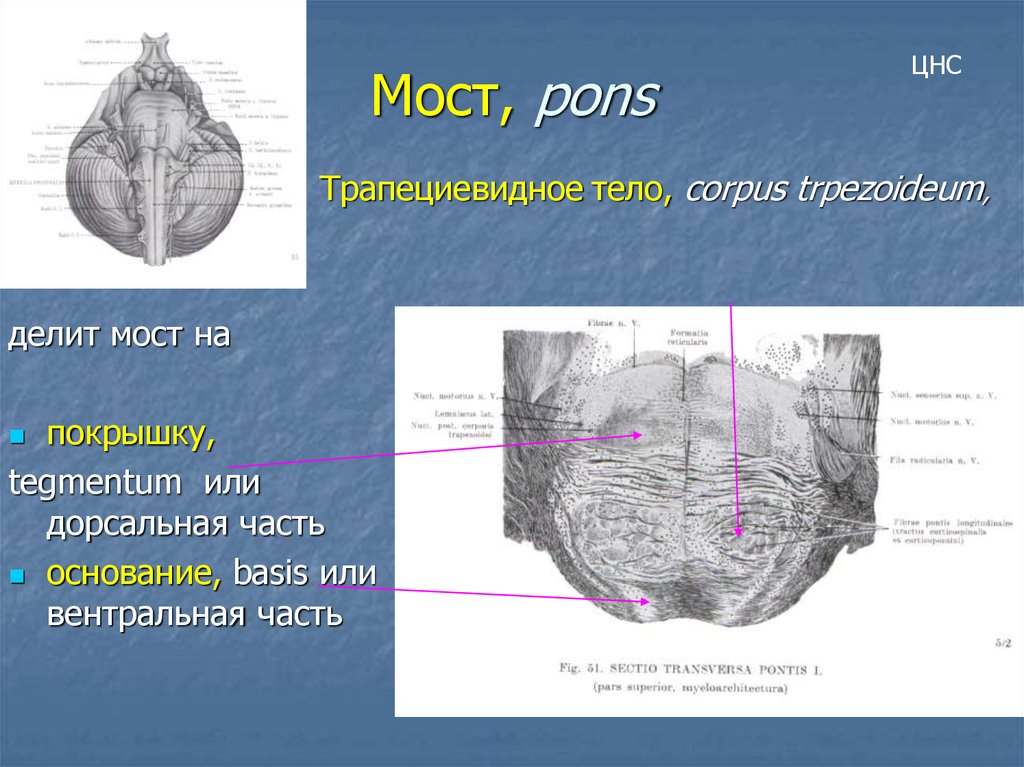 Трапециевидное тело. Трапециевидное тело моста. Трапецевиное Тео моста. Трапециевидное тело моста анатомия. Строение моста трапециевидное тело.