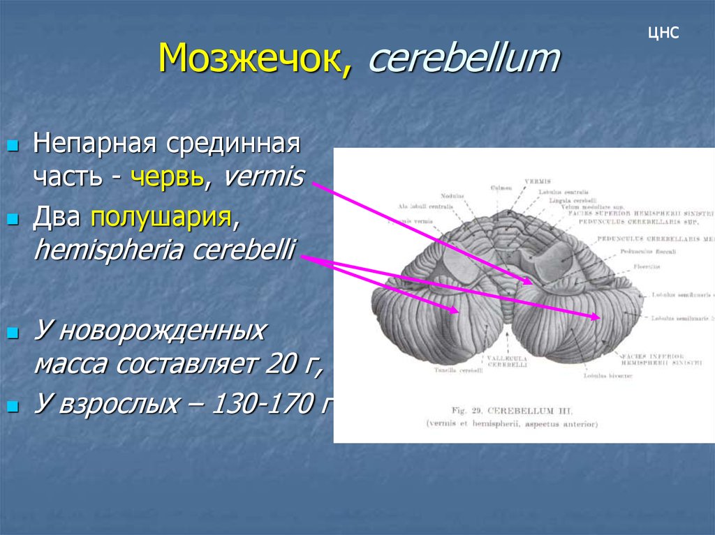Развитие мозжечка у рыб. Полушария мозжечка. Червь мозжечка – vermis cerebelli. 2 Полушария мозжечка. Зубчатое ядро мозжечка на препарате.
