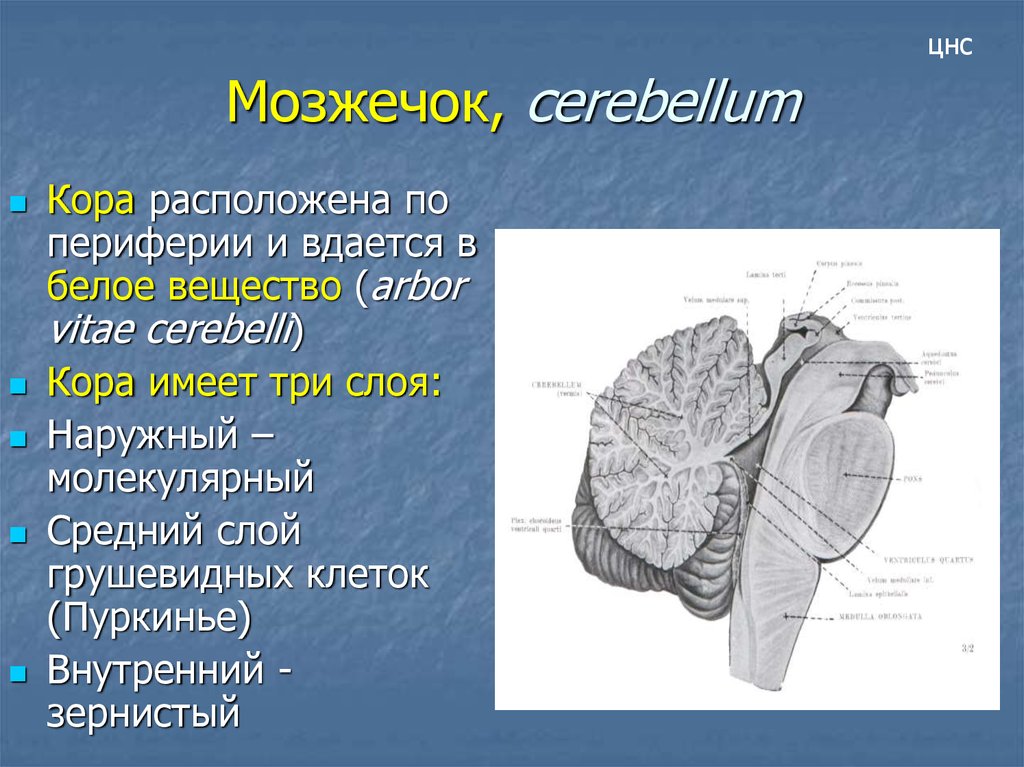 Ткань мозжечка. Мозжечок строение. Строение мозжечка человека.
