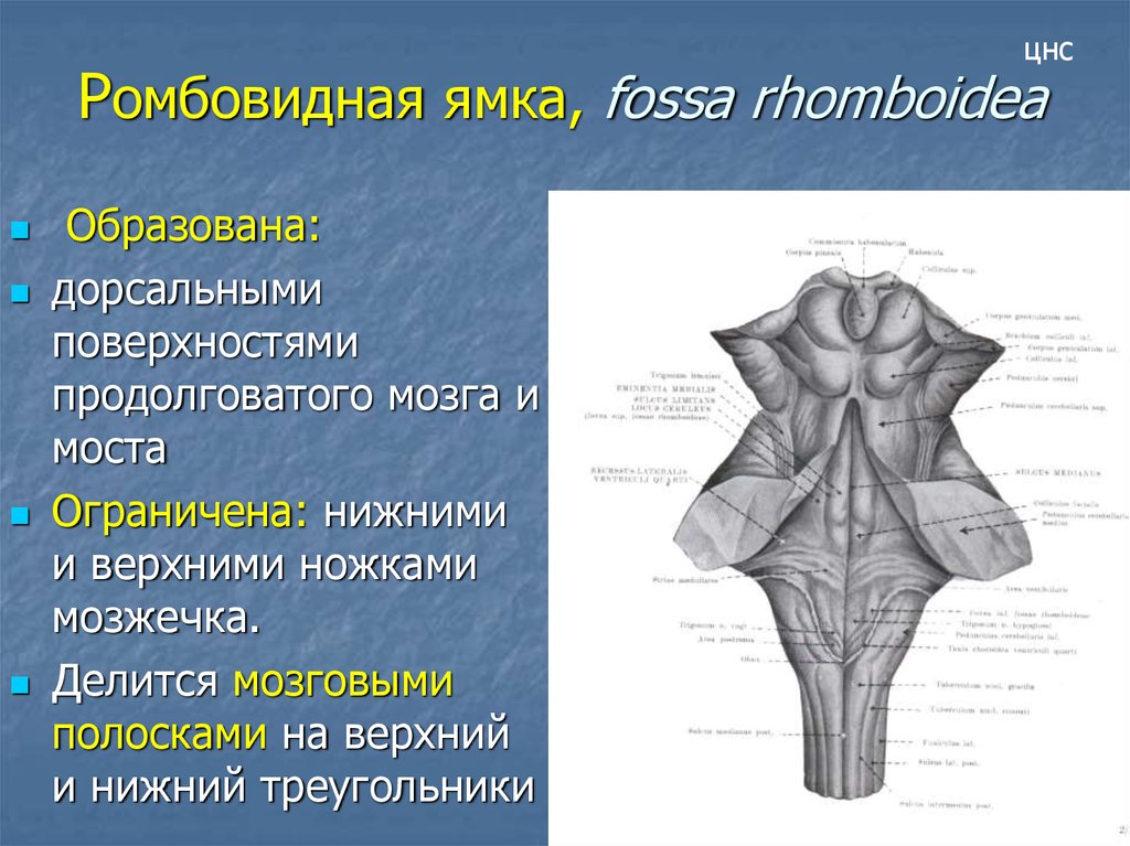 Нервная система латынь. Ромбовидная ямка (Fossa rhomboidea). Образования дорсальной поверхности продолговатого мозга. 4 Желудочек ромбовидная ямка. Проекция ядер на ромбовидную ямку.