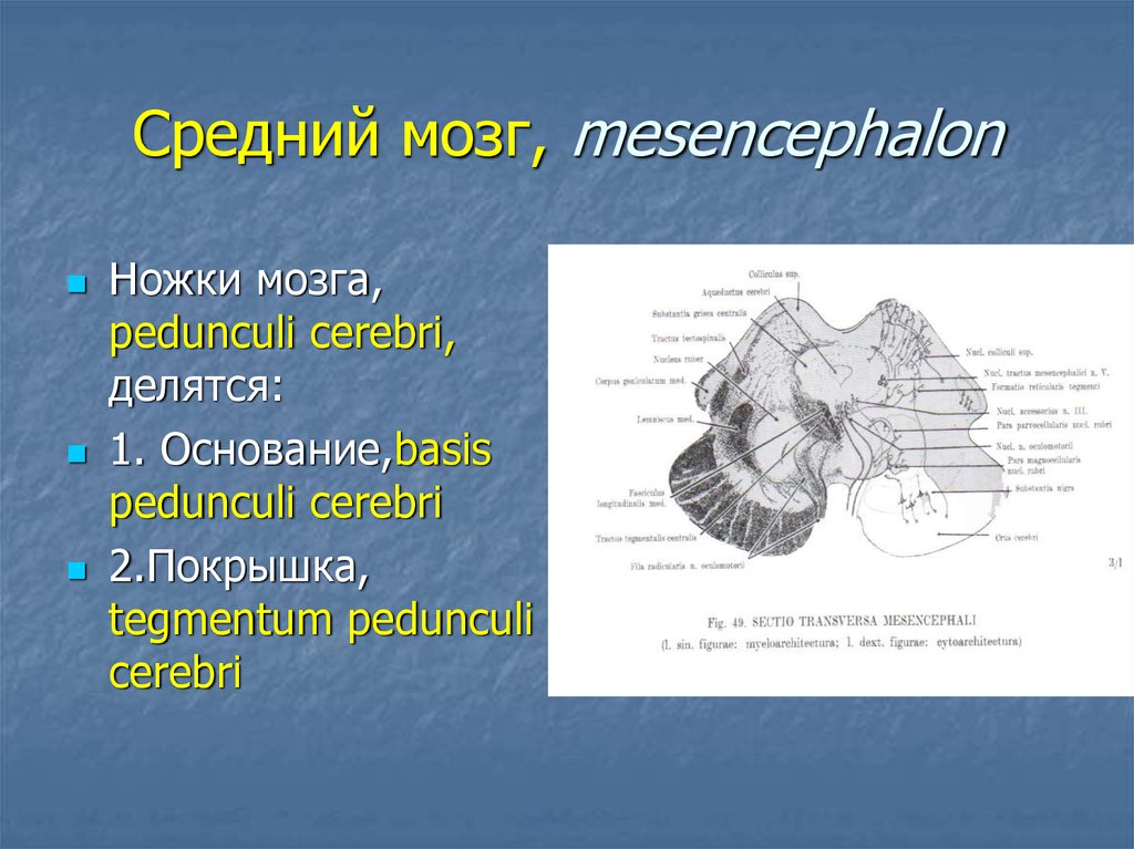 Ножки мозга. Средний мозг. Ножка среднего мозга. Ножка мозга средний мозг.