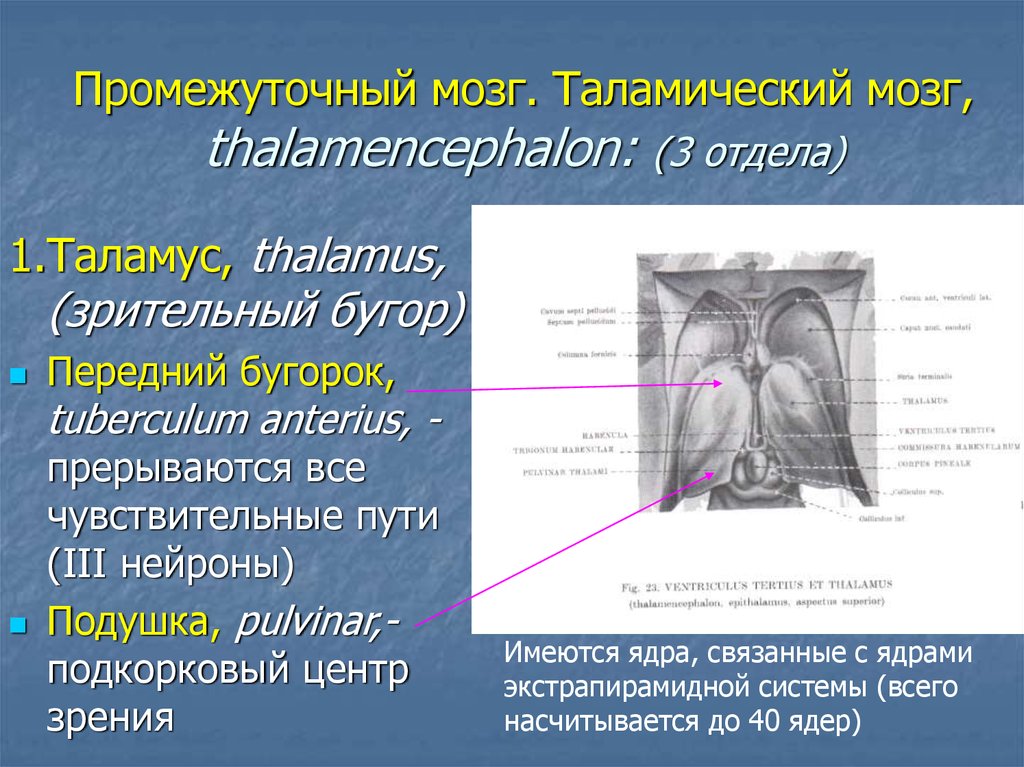 Нервы промежуточного мозга. Передний бугорок таламуса. Таламический мозг. Передний бугорок зрительного бугра. Передний бугорок таламуса – tuberculum anterius Thalami.