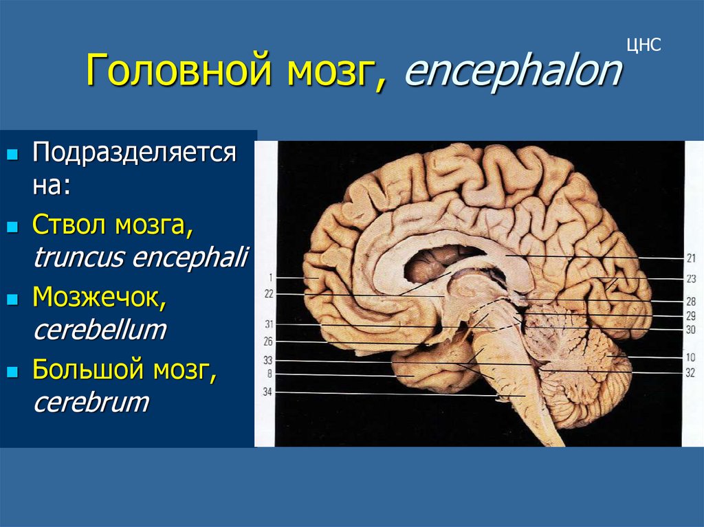 Большой мозг. Ствол головного мозга и мозжечок. Головной мозг Encephalon. Головной мозг состоит из мозговой ствол мозжечок и большой мозг. Truncus encephali –ствол мозга.