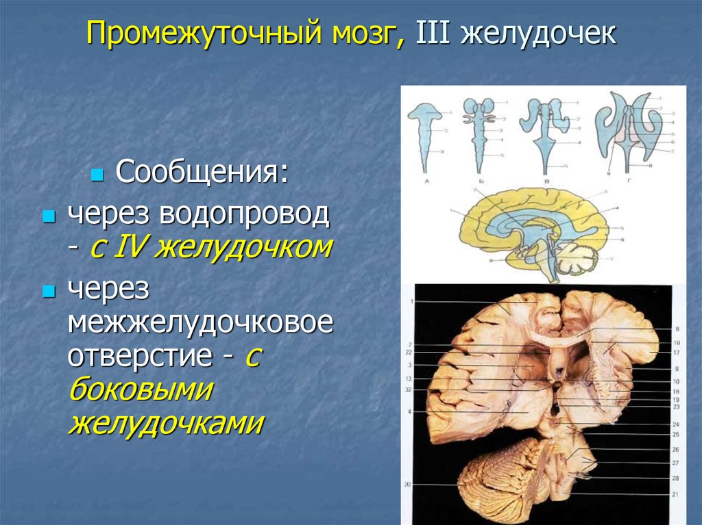 Средний мозг желудочек. Промежуточный мозг 3 мозговой желудочек. 3 Желудочек головного мозга стенки. Стенки третьего желудочка мозга образованы. Стенки четвертого желудочка мозга.