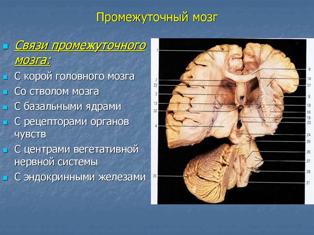 Нервы промежуточного мозга. Анатомические образования промежуточного мозга. Вентральный отдел промежуточного мозга. Промежуточный мозг анатомия внутреннее строение. Концевая полоска промежуточного мозга.