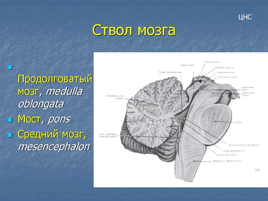 Мозги ростов. Покрышка среднего мозга Сагиттальный разрез. Крыша продолговатого мозга. Крыша и покрышка ствола мозга. Покрышка и основание продолговатого мозга.