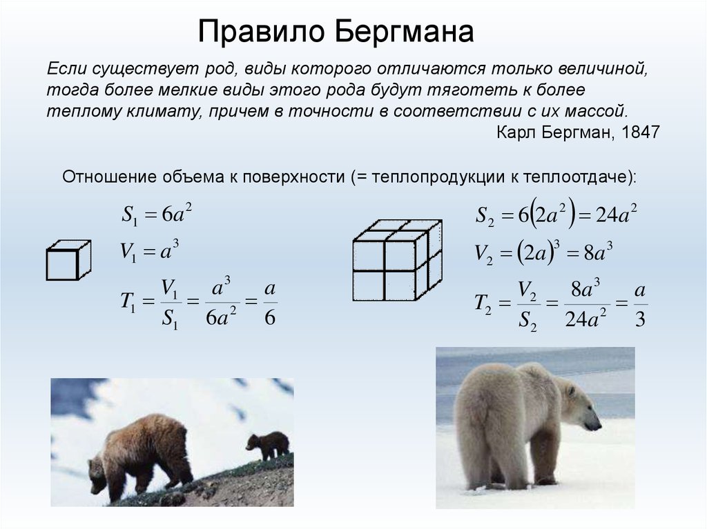 Правило бергмана презентация