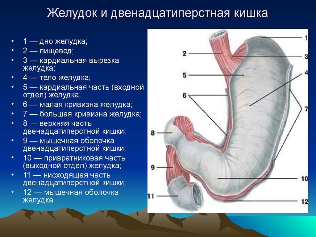 Кардиальный латынь. Анатомические отделы желудка и 12-перстной кишки. Постбульбарный отдел 12 перстной кишки. Двенадцатиперстная кишка отделы анатомия. Строение 12 перстной кишки отделы.