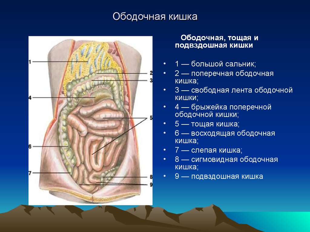 Подвздошная кишка фото