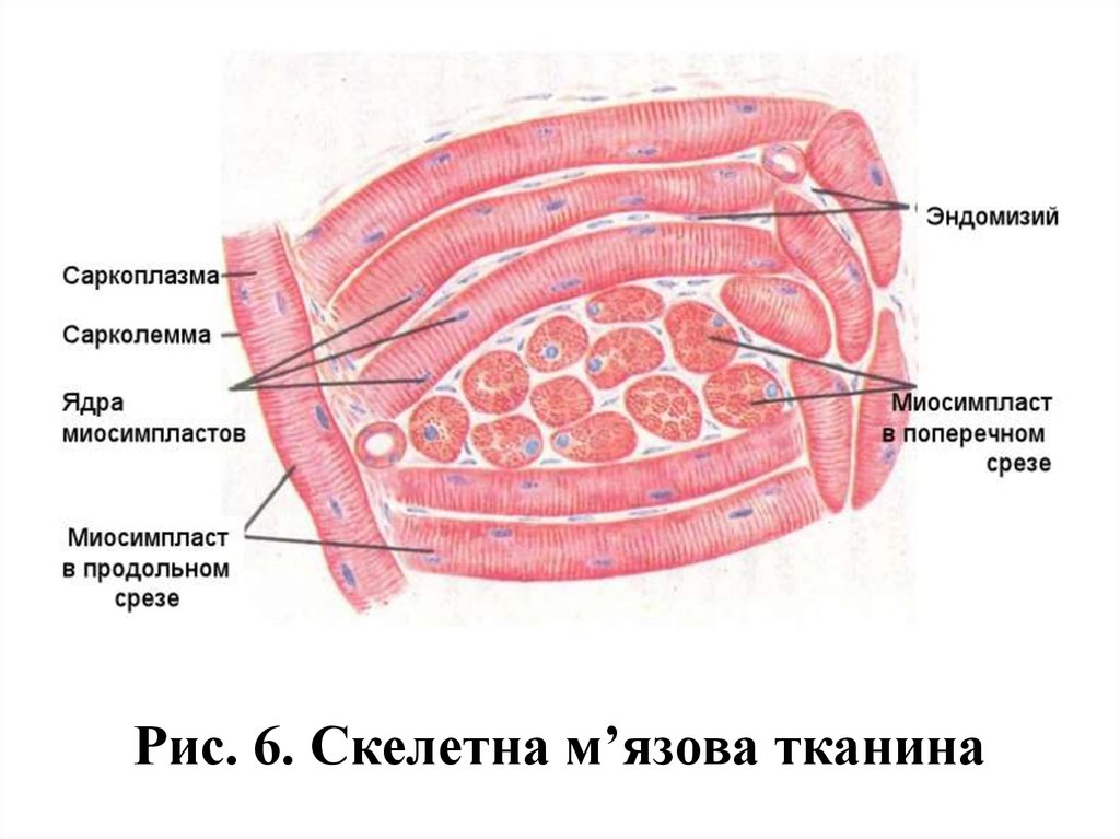 Скелетная мышечная ткань. Скелетная мышечная ткань миосимпласт. Строение скелетной мышечной ткани гистология. Саркоплазма миосимпласта. Строение скелетной мышцы гистология.