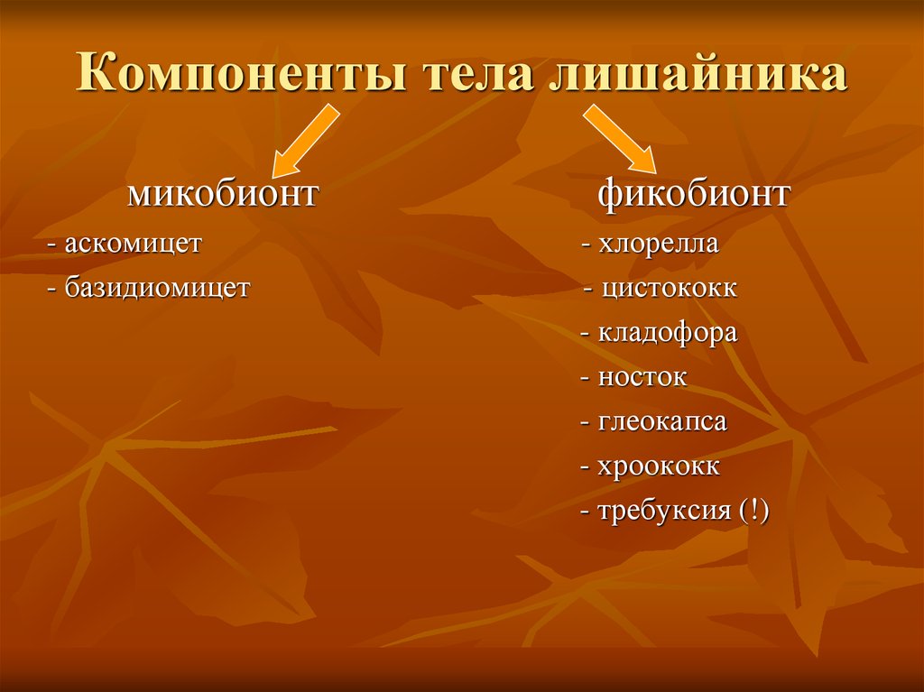 Компоненты тела лишайника