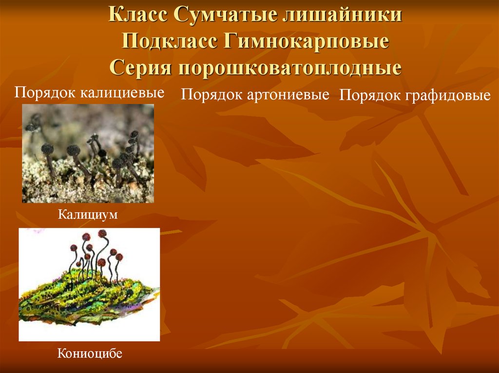 Класс Сумчатые лишайники Подкласс Гимнокарповые Серия порошковатоплодные