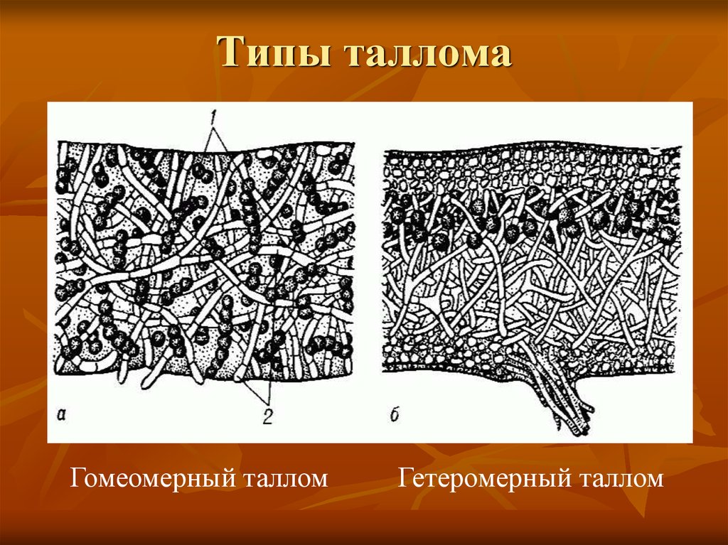 Строение слоевища лишайника рисунок