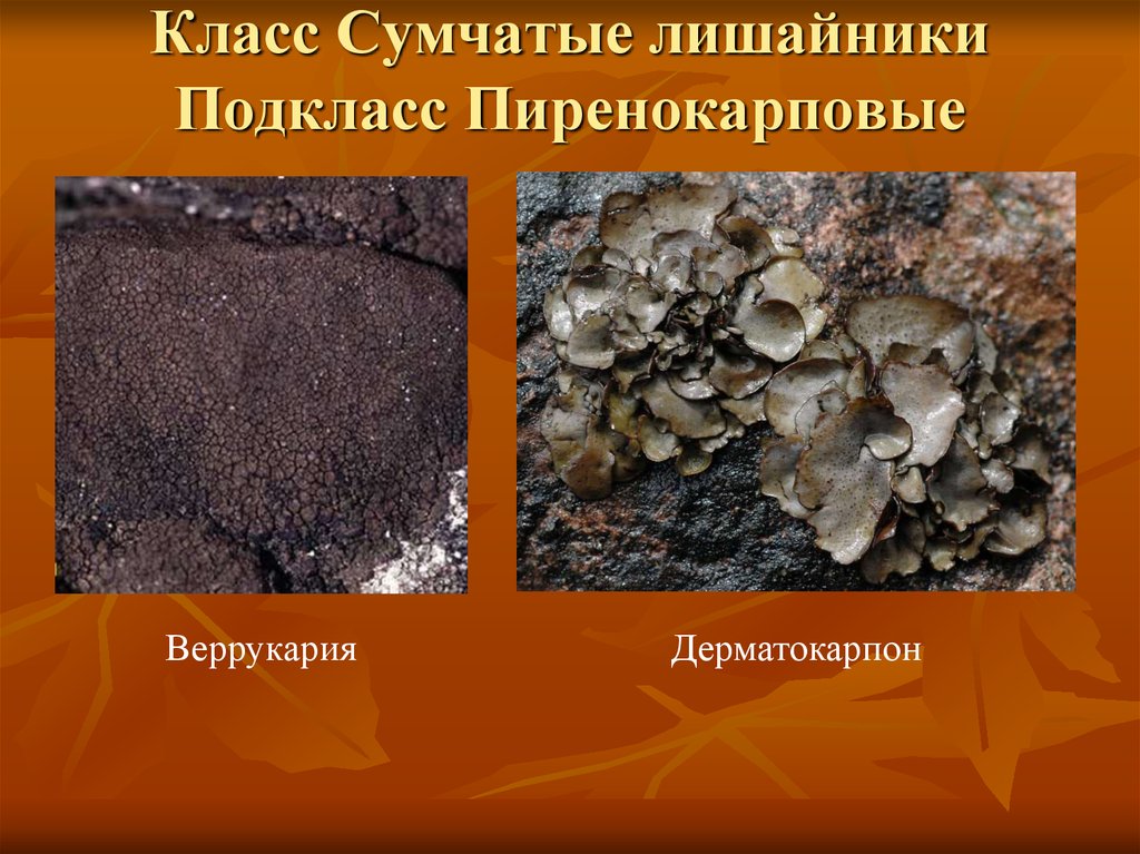 Класс Сумчатые лишайники Подкласс Пиренокарповые