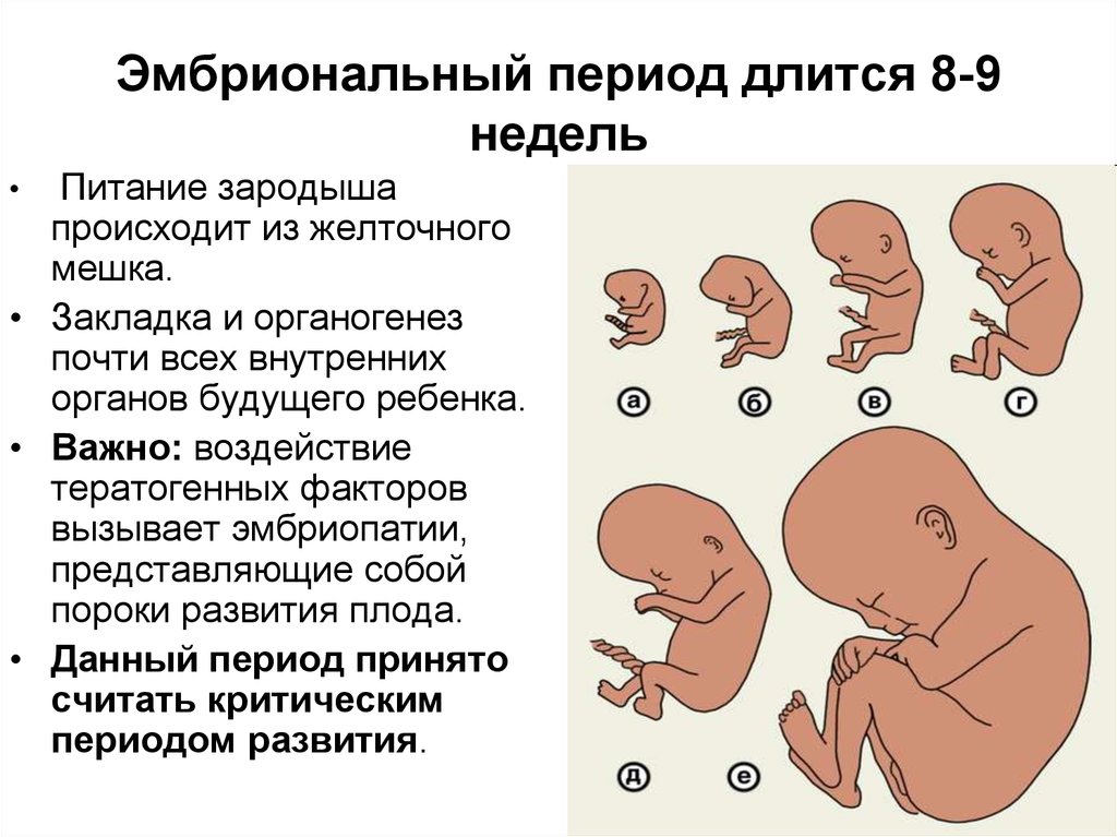 Формы развития плода. Фетальная фаза внутриутробного развития. Эмбриональный период внутриутробного развития. Эмбриональный и плодный периоды внутриутробного развития человека. Эмбриональный период развития это период.