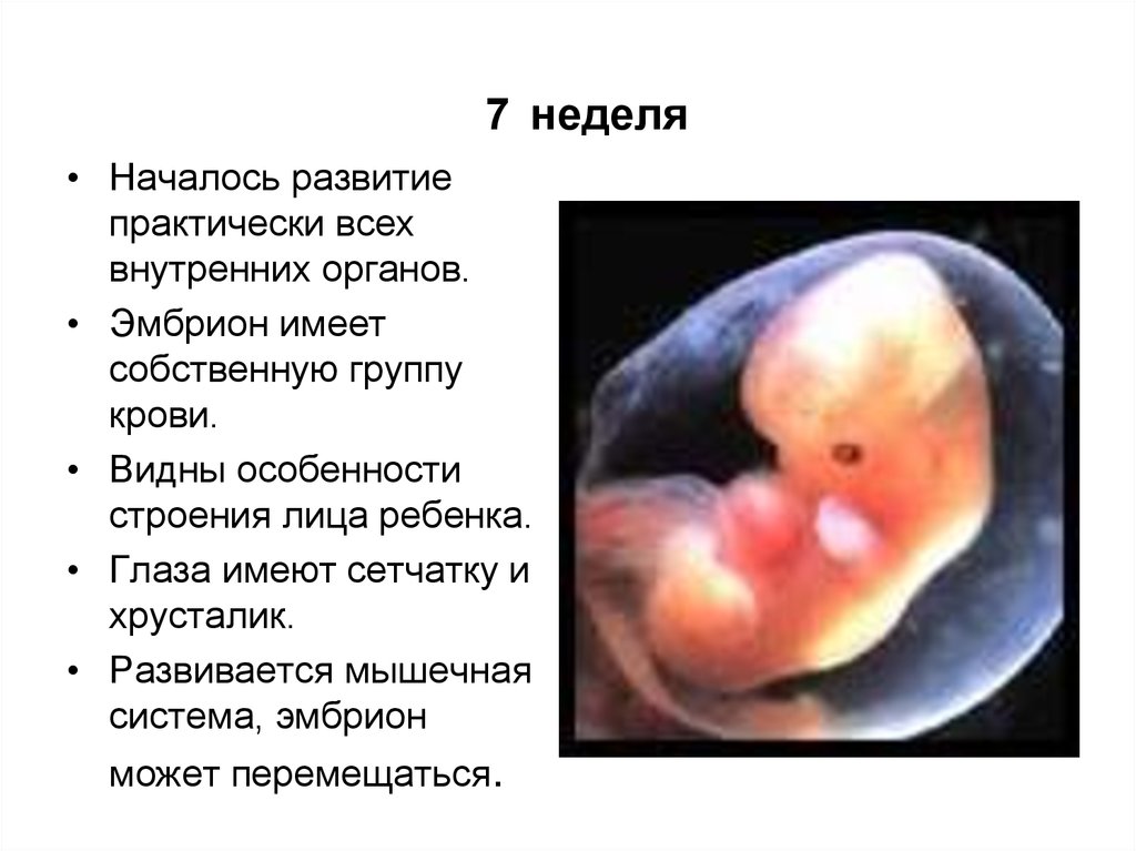 Ребенок 7 недель беременности как выглядит фото