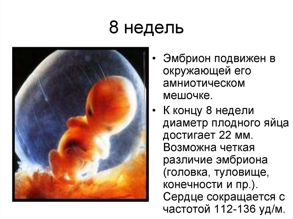 Роды на 8 неделе. Плод 7-8 недель беременности. Размер эмбриона на 7-8 неделе беременности. Размер плода на 8 неделе беременности. Плод 7 недель беременности размер плода.