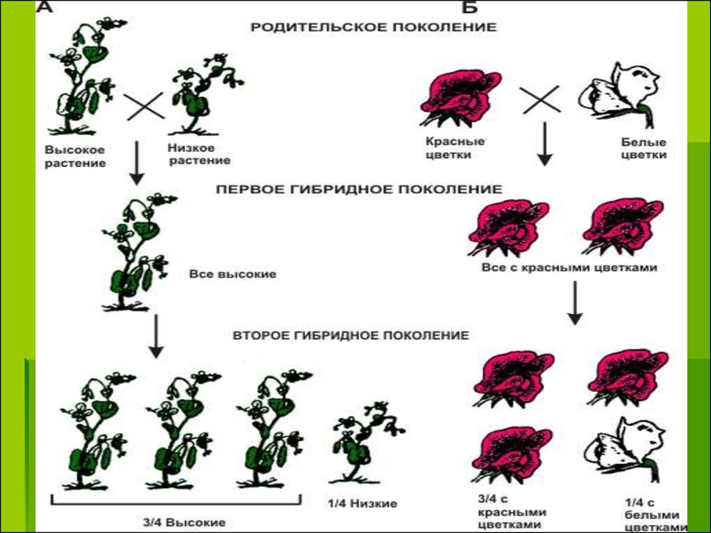 Явление превосходства первого поколения гибридов по ряду. Менделизм взаимодействие генов. Гибридное поколение это. Взаимодействие генов презентация. Взаимодействие генов схема.