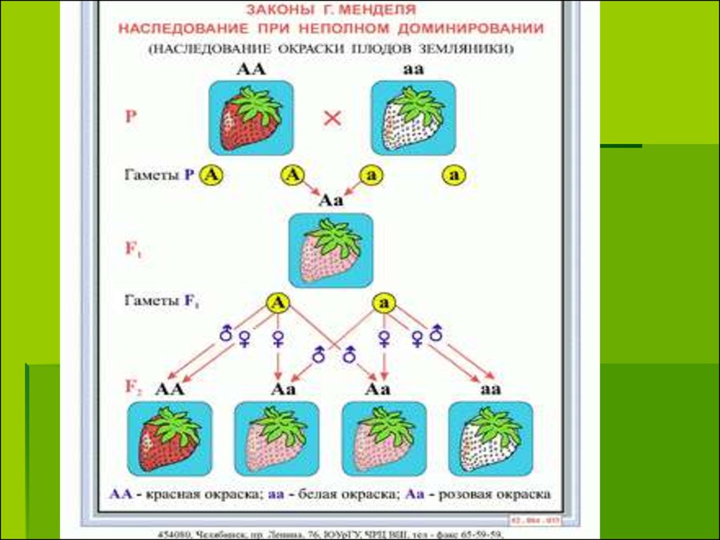 Закон чистоты гамет схема