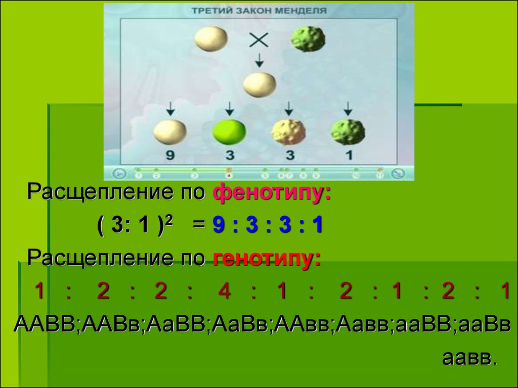 Расщепление по генотипу согласно 2 закону