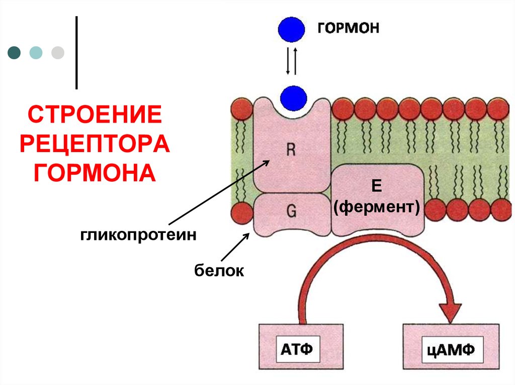 Гормон клетка. Структура мембранных рецепторов гормонов. Гормональные рецепторы клеточных мембран. Рецепторы белково-пептидных гормонов. Строение рецептора пептидного гормона.