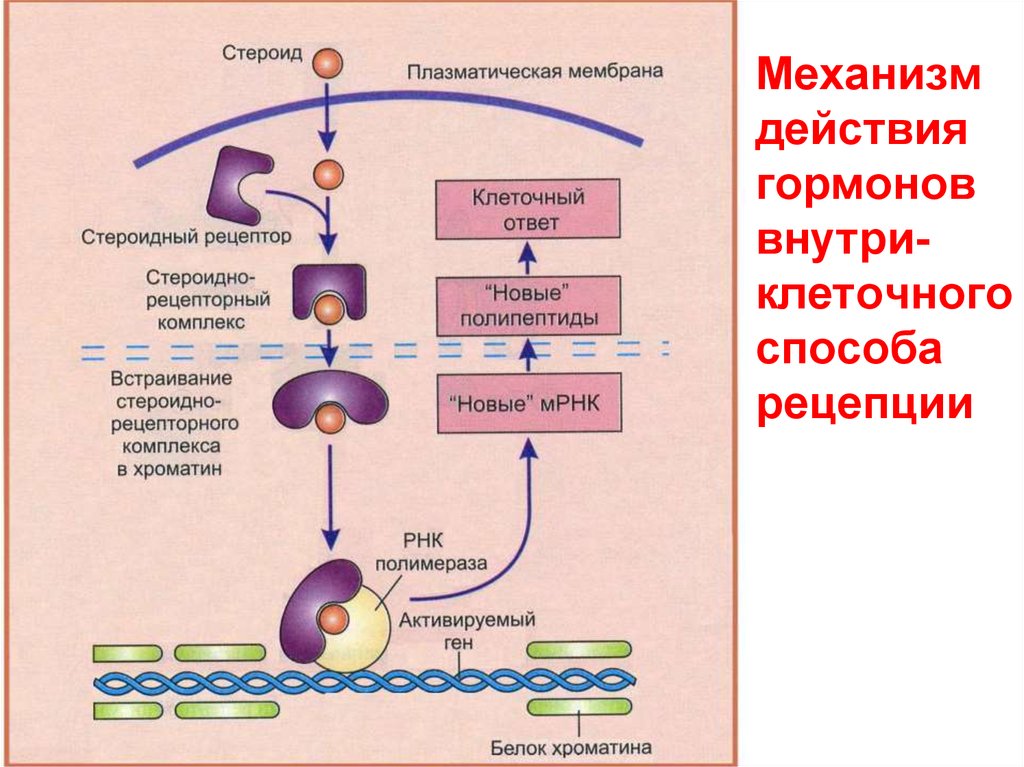 Схема работы гормонов