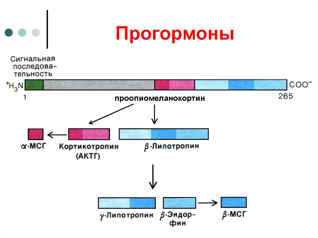 Предшественник это. Прогормон это биохимия. Кортикотропный гормон биохимия. ПОМК гормон. АКТГ биохимия.