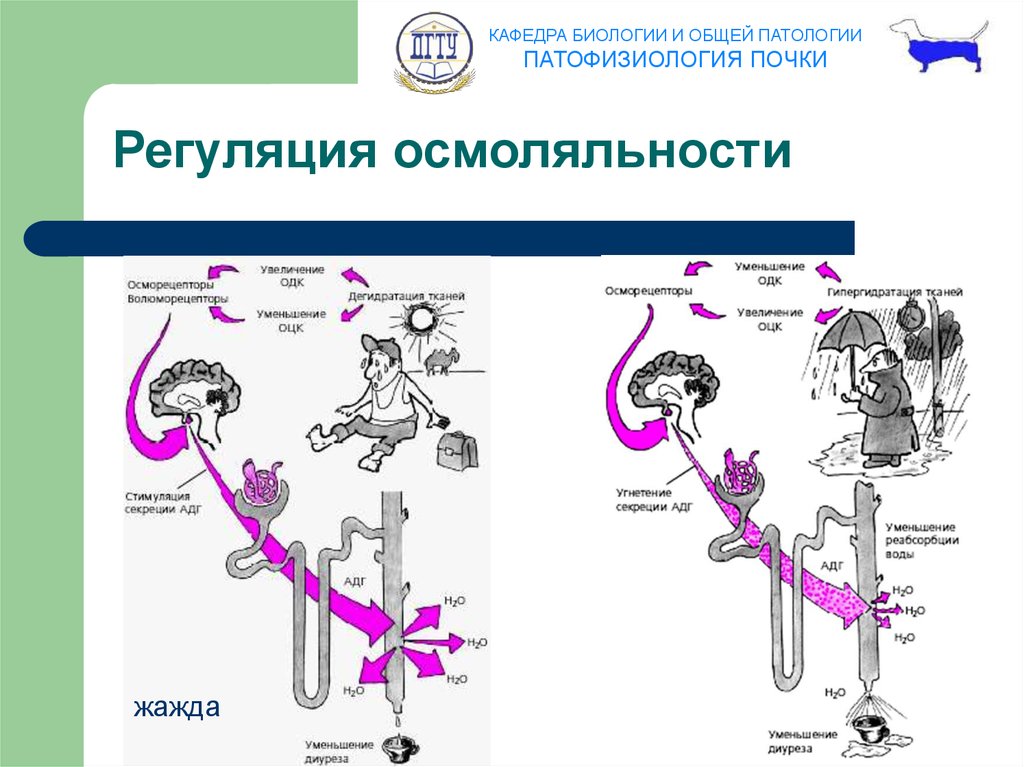 Патофизиология почек презентация