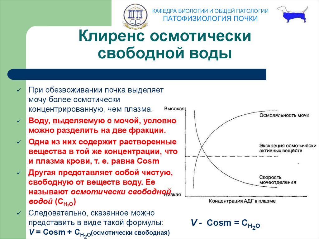 Свободная вода. Осмотически свободная вода. Клиренс осмотически свободной воды. Свойства свободной воды. Клиренс физиология.