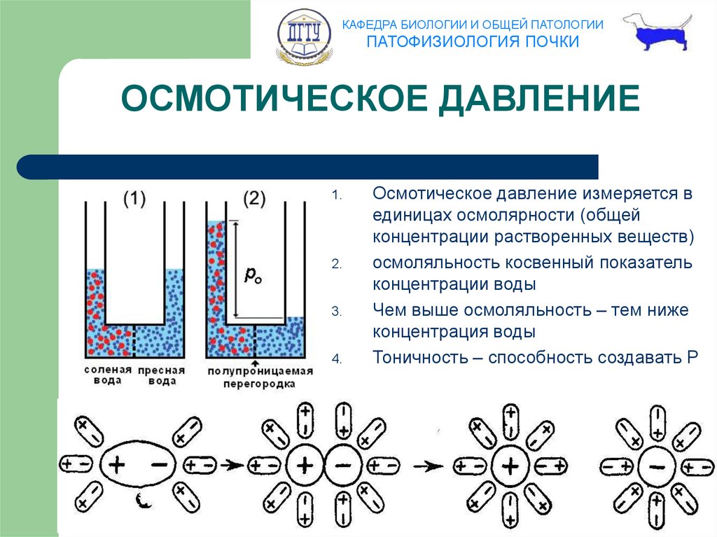 Схема функциональной системы обеспечивающей оптимальный уровень осмотического давления