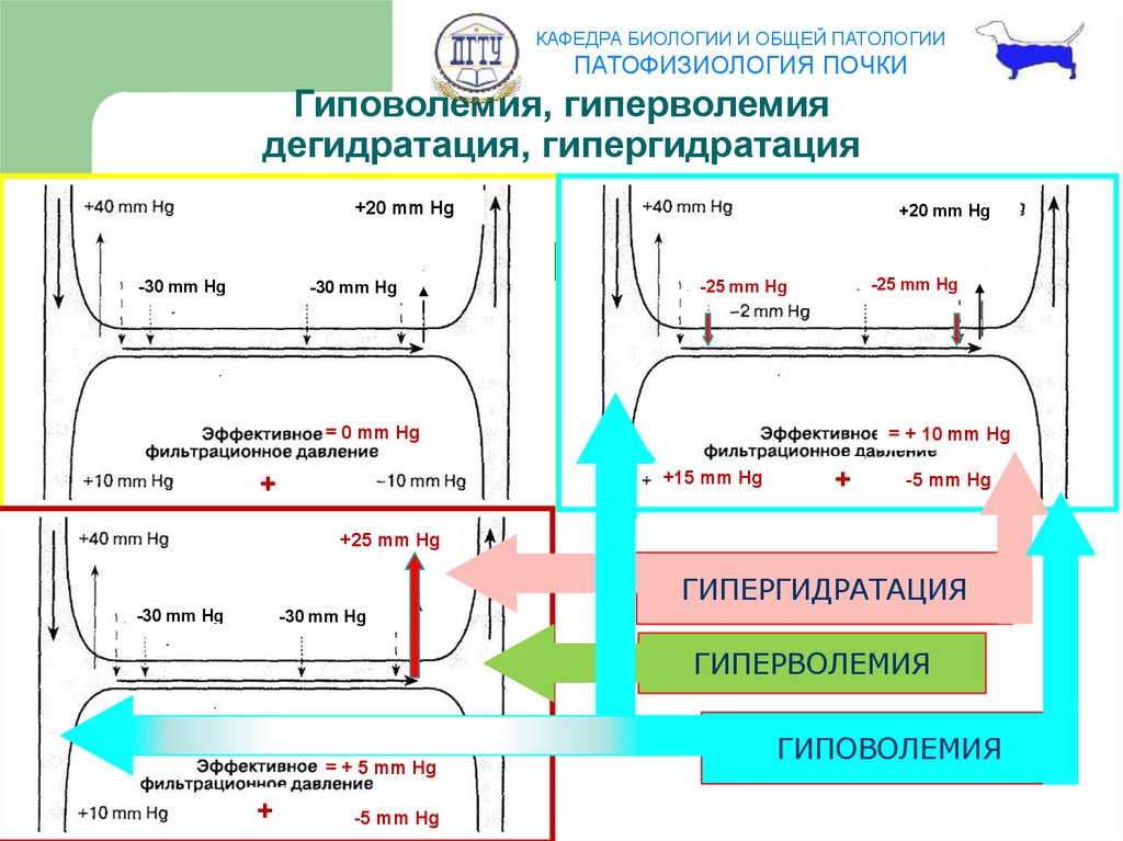 Физиология почки - презентация онлайн