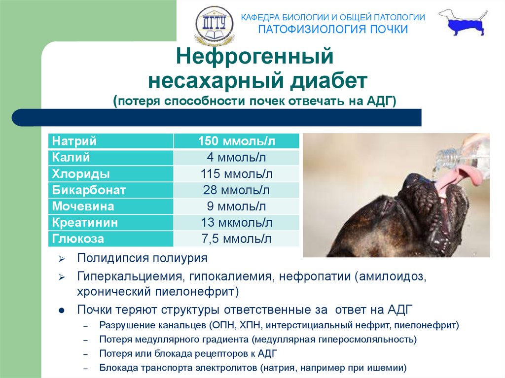 Нефрогенный несахарный диабет презентация