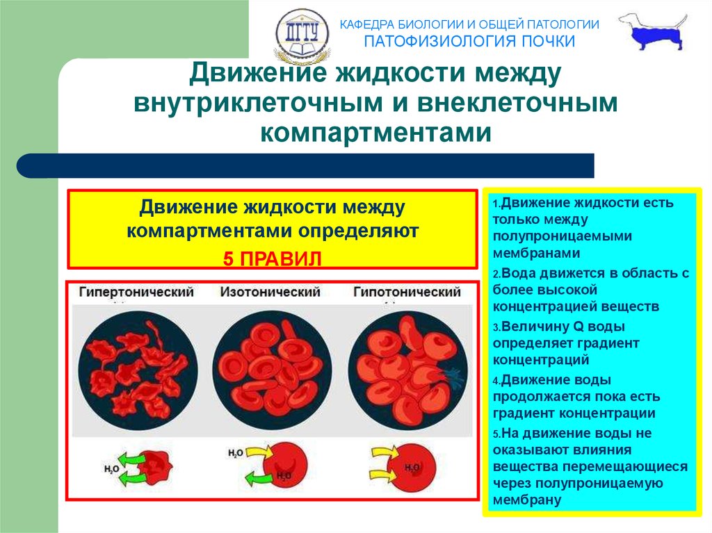 Цербер компартмент. Патология это в патофизиологии. Патология почек патофизиология. Общая физиология общая патология. Патология крови патфиз.