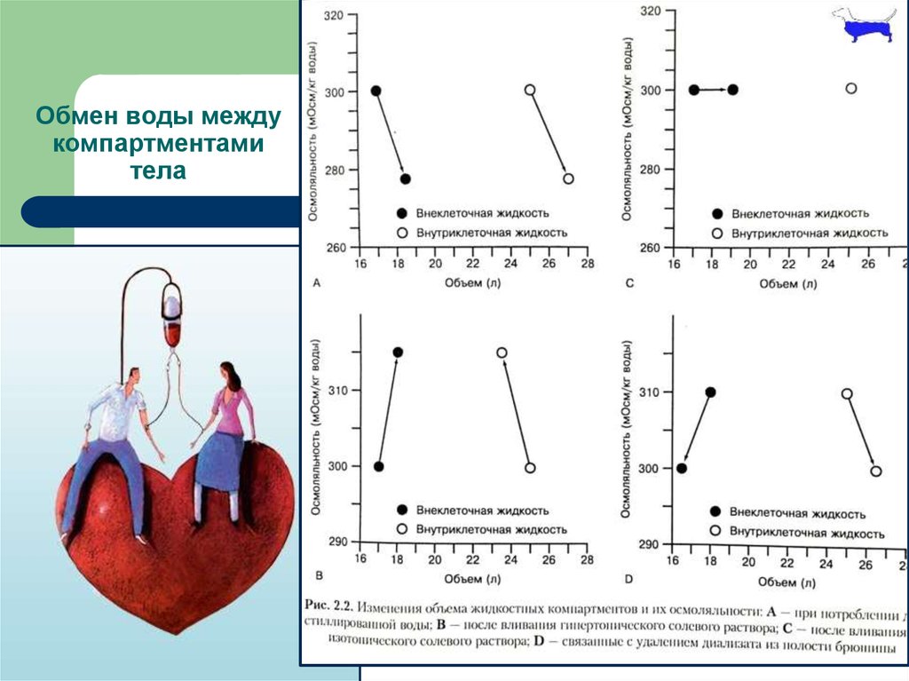 Обмен жидкостями. Водные КОМПАРТМЕНТЫ организма. Жидкостные КОМПАРТМЕНТЫ. Основные жидкостные КОМПАРТМЕНТЫ организма. Объёмов жидкостных компартментов -.