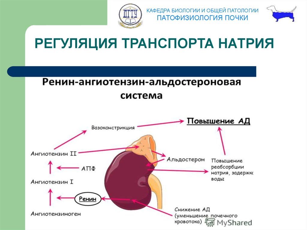 Патофизиология почек презентация