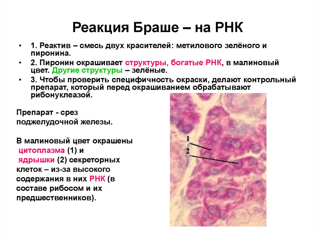 Цитоплазма рнк. Окраска метиловым зелёным- пиронином по методу браше. Выявление РНК по методу браше. Окрашивание РНК по браше.