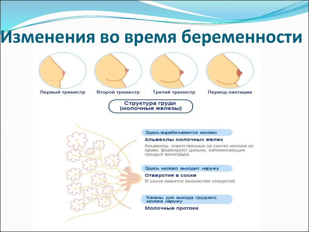 Основные правила успешного грудного вскармливания - презентация онлайн