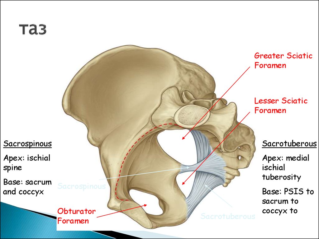 Анатомия таза презентация