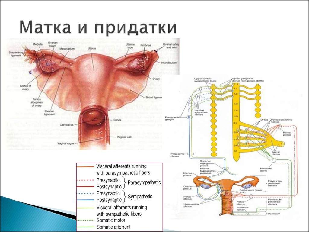 Где матка и яичники. Придатки матки анатомия. Матка придатки яичники анатомия. Строение матки и ее придатки. Матка схема анатомия.
