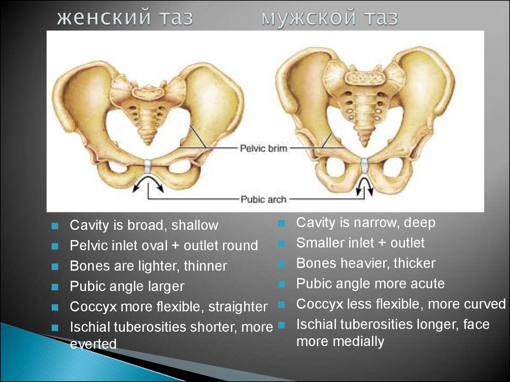 Расширение таза мужчин. Таз вид спереди женский и мужской. Тазовый пояс анатомия. Строение мужского и женского таза. Различия женского и мужского таза анатомия.
