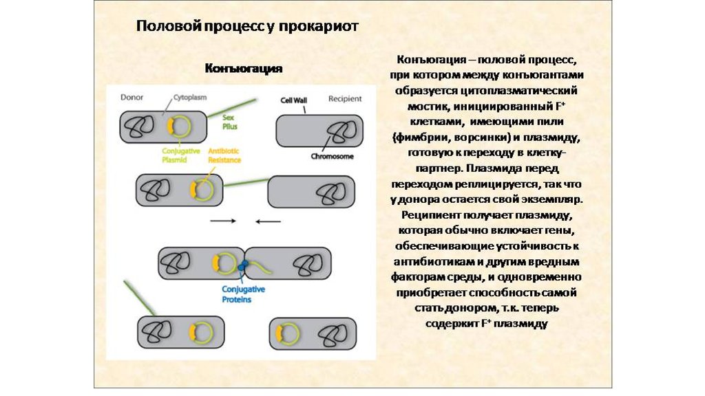 Возникновение прокариот произошло в. Конъюгация бактерий схема. Размножение прокариотической клетки. Жизненный цикл прокариотической клетки. Половое размножение у бактерий у бактерий.