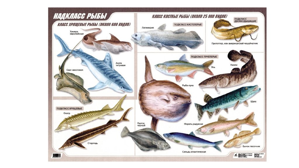 Рыбы (биология). Многообразие рыб. Два класса рыб. Многообразие рыб 8 класс.