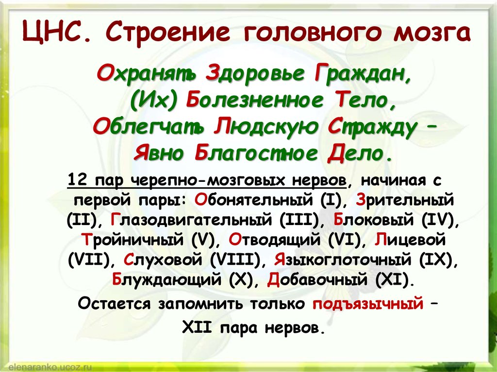 12 пар. 12 Пар черепно-мозговых нервов стишок. Стишок про черепно мозговые нервы. Запоминалка черепных нервов. Как запомнить 12 пар черепно мозговых нервов.