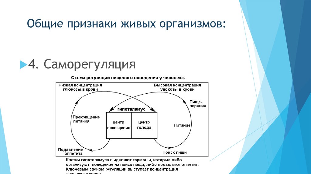 Свойство живого саморегуляция