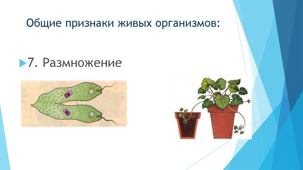 Презентация на тему размножение 8 класс