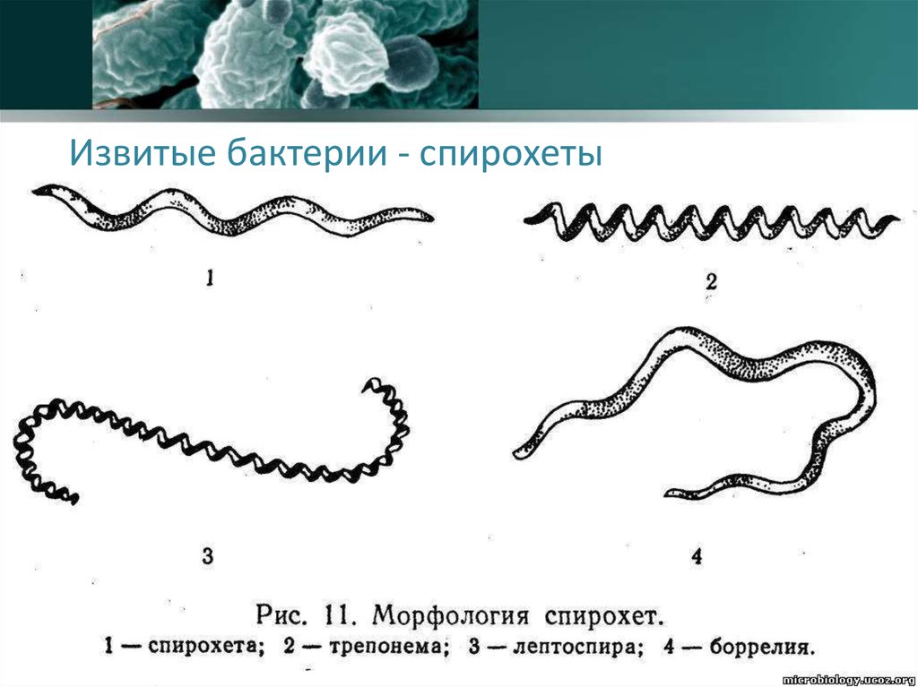 виды спирохет